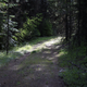 This is the best kind of road to find in the forest.
